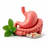 Digestive & Gastro